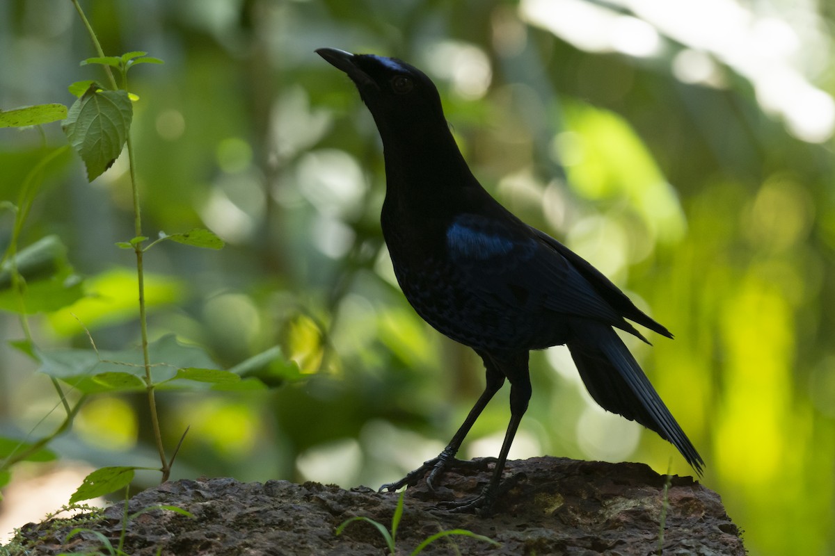 Malabar Whistling-Thrush - ML641113540
