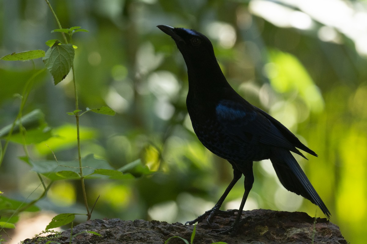 Malabar Whistling-Thrush - ML641113543