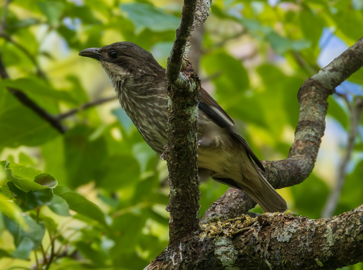Polynesian Starling - ML641113577