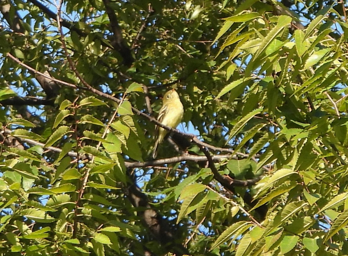 Yellow-bellied Flycatcher - ML641113579