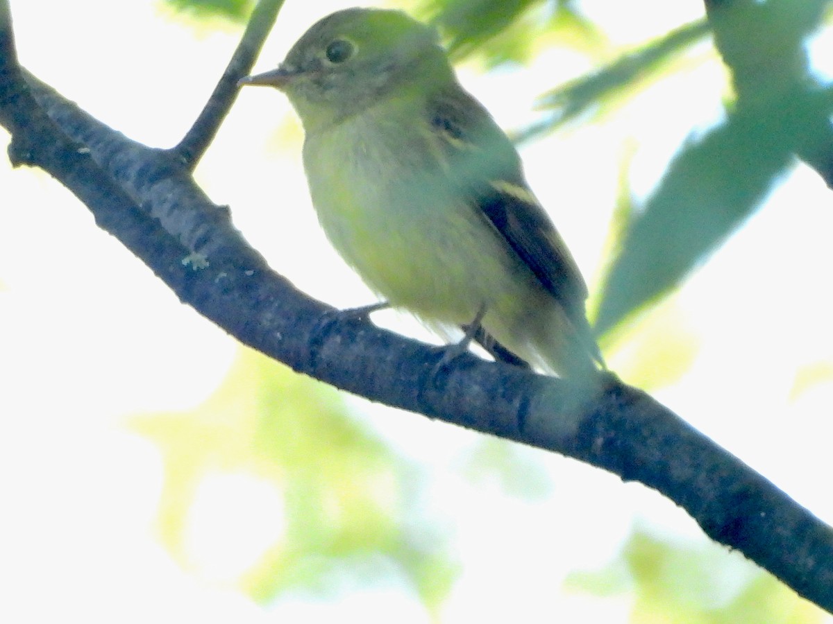 Yellow-bellied Flycatcher - ML641113580