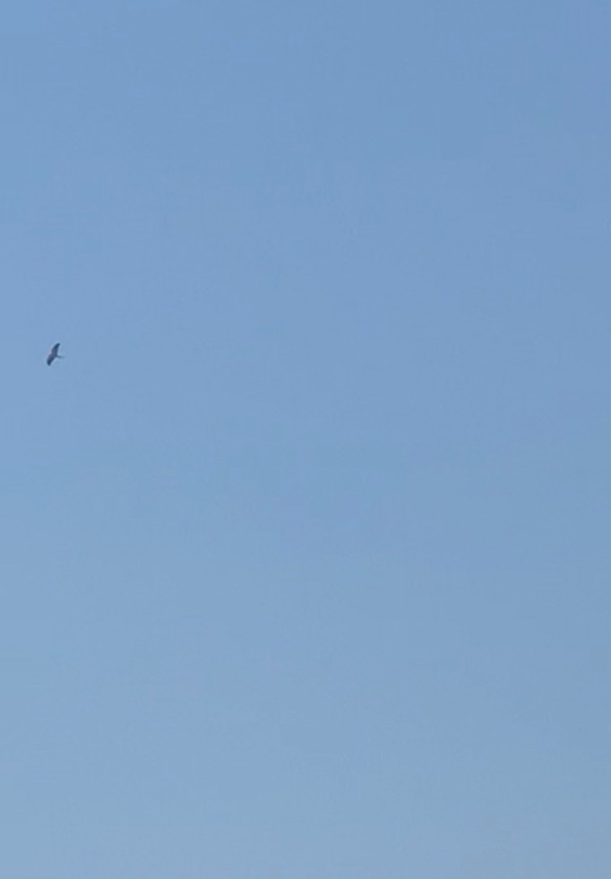 Swallow-tailed Kite - ML641113584
