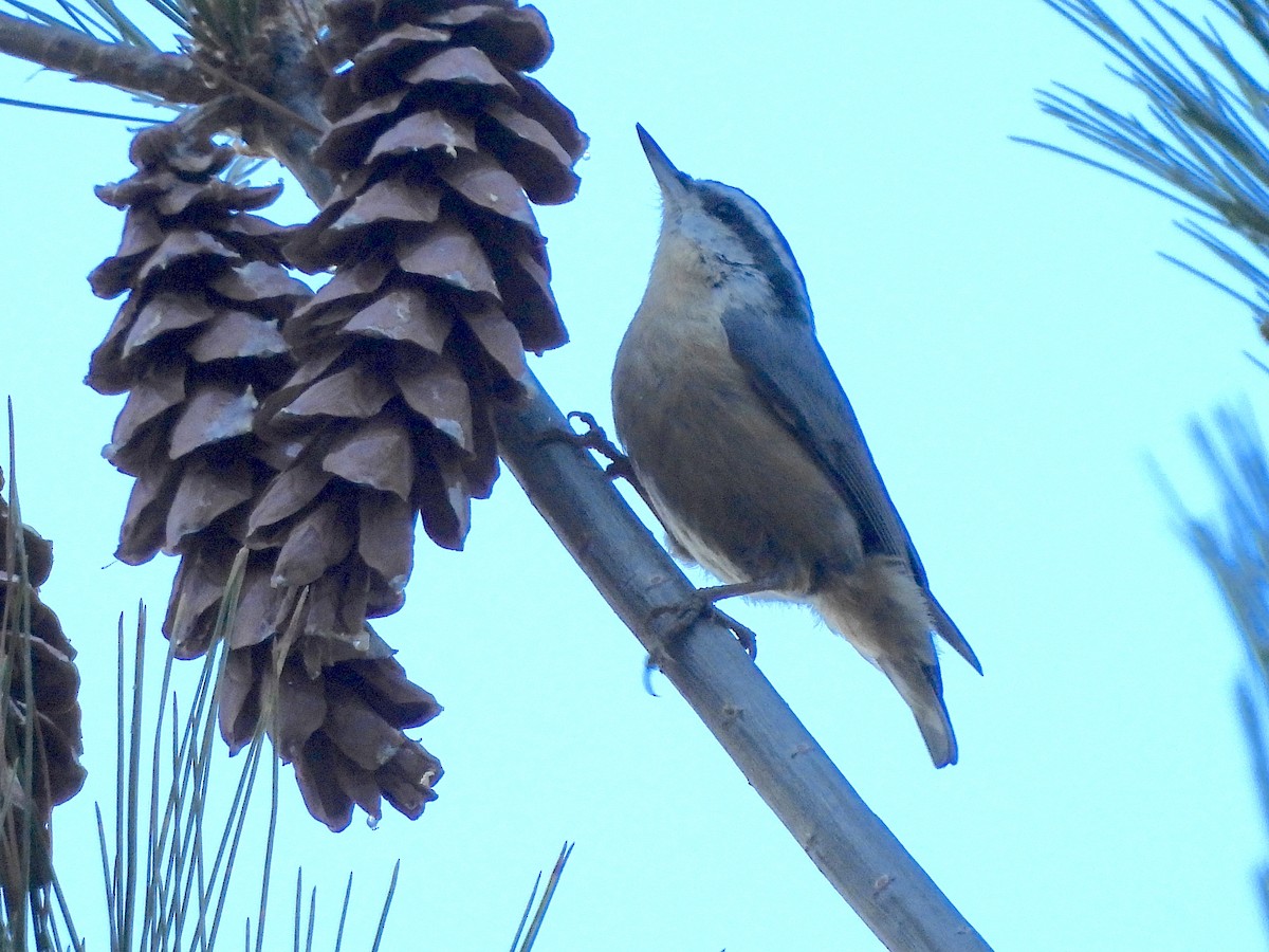Red-breasted Nuthatch - ML641113585