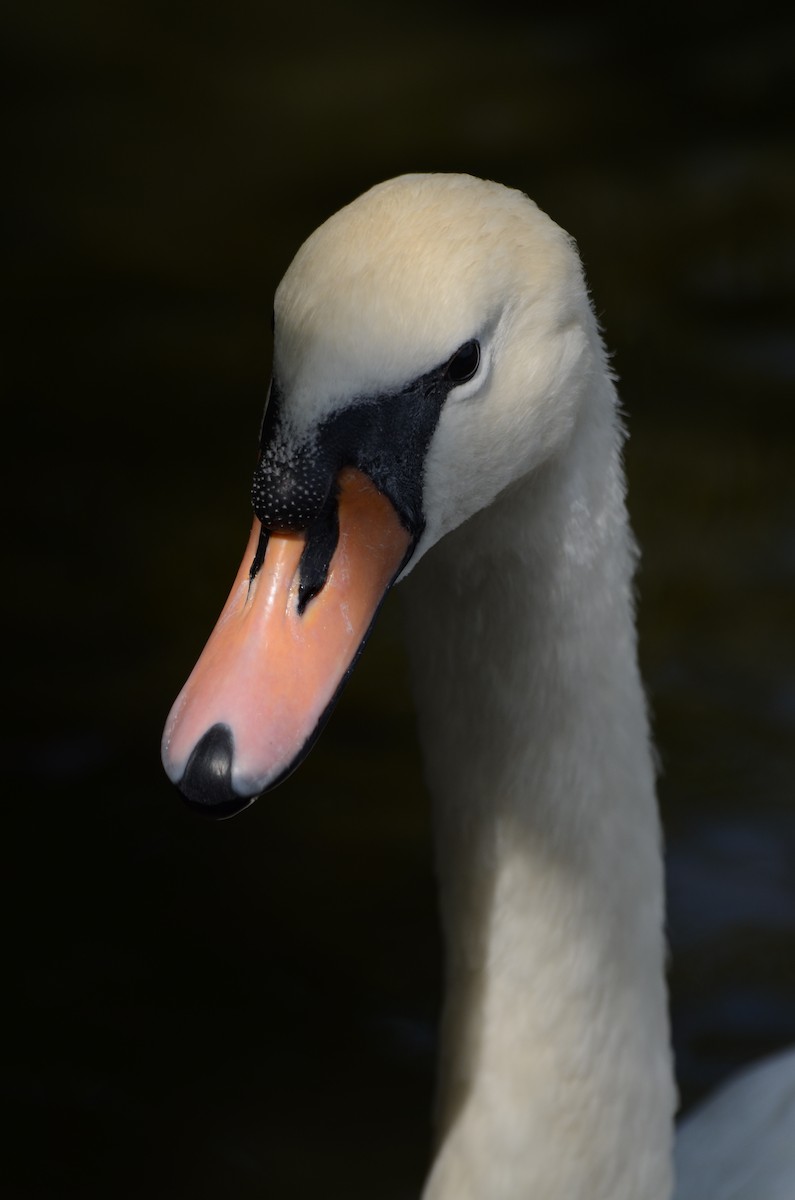 Mute Swan - ML641113632