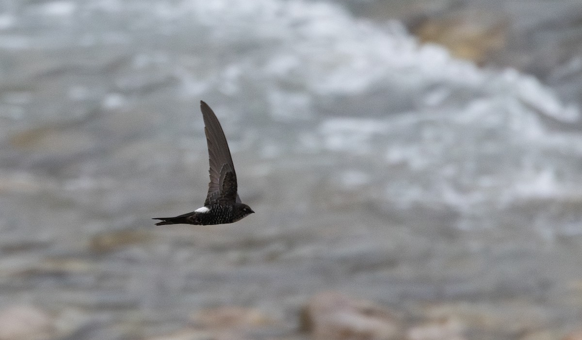 Blyth's Swift - ML641113634