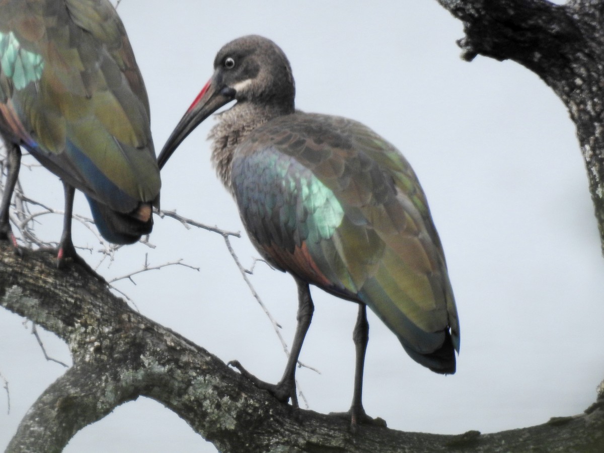 Ibis hagedash - ML641113636
