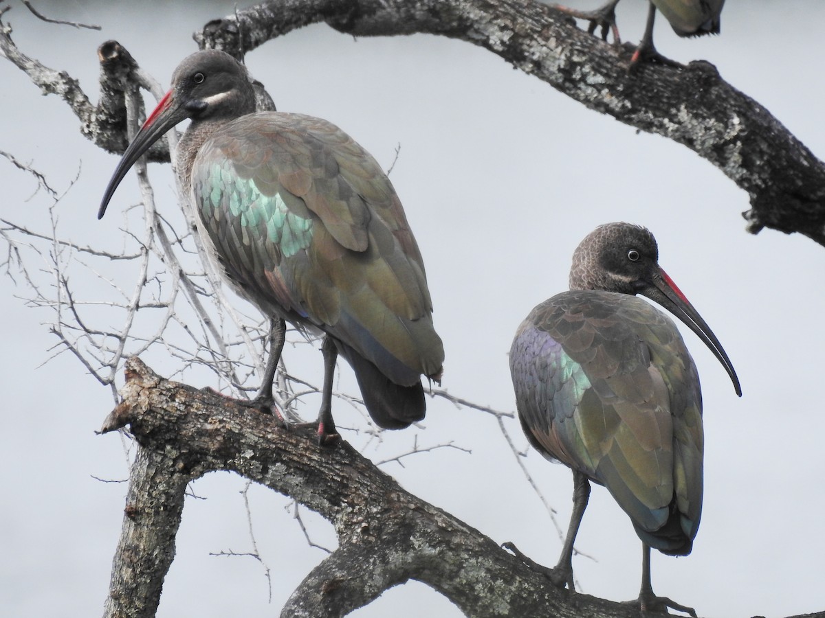 Ibis hagedash - ML641113637