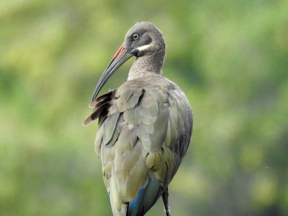 Ibis hagedash - ML641113638