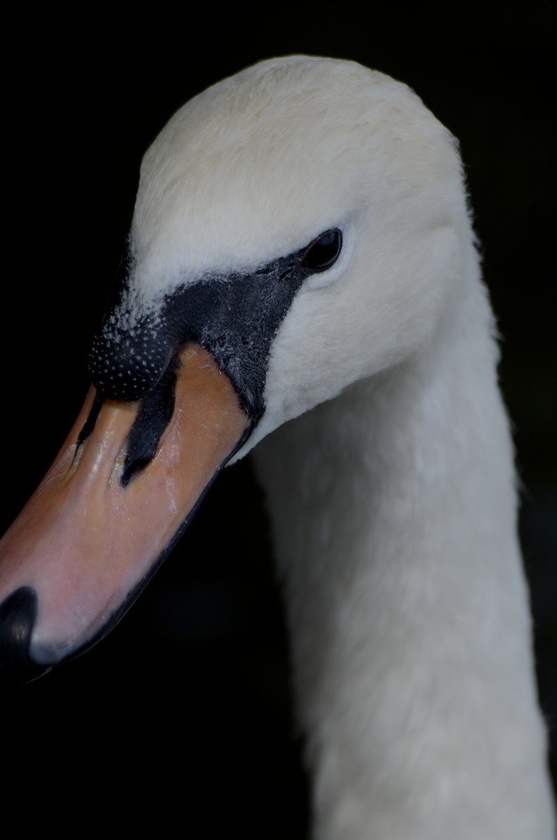 Mute Swan - ML641113644