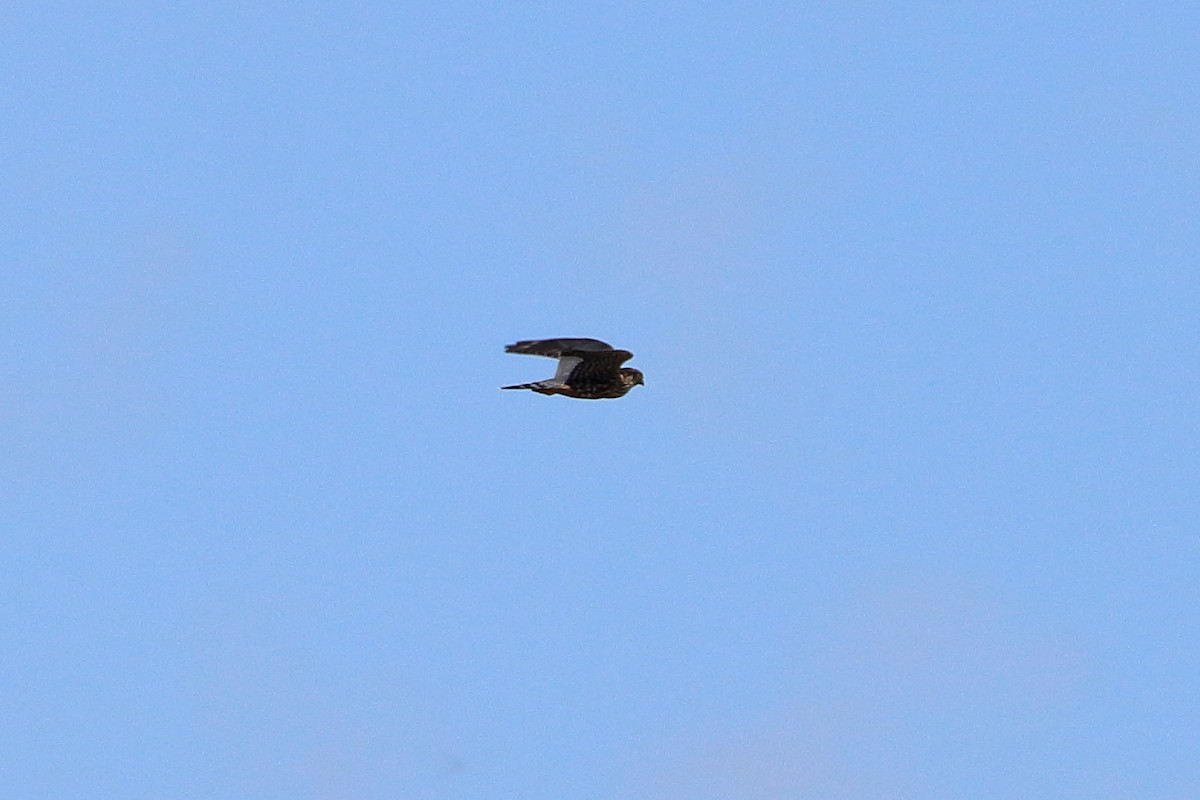 Merlin - ML641113662