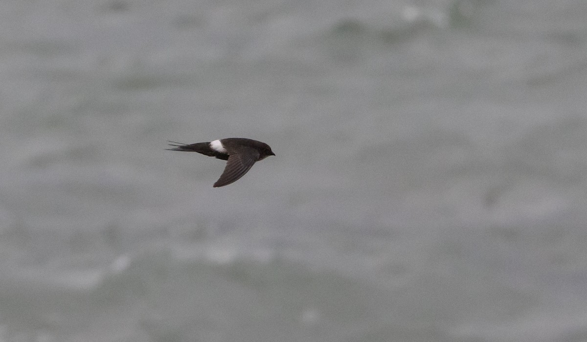 Blyth's Swift - ML641113663