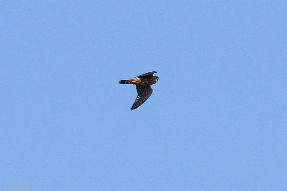 Merlin - ML641113671