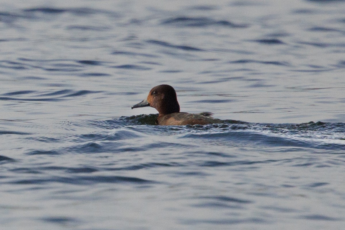 Ferruginous Duck - ML641113679