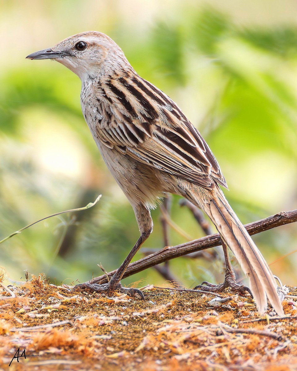 Striated Grassbird - ML641113692