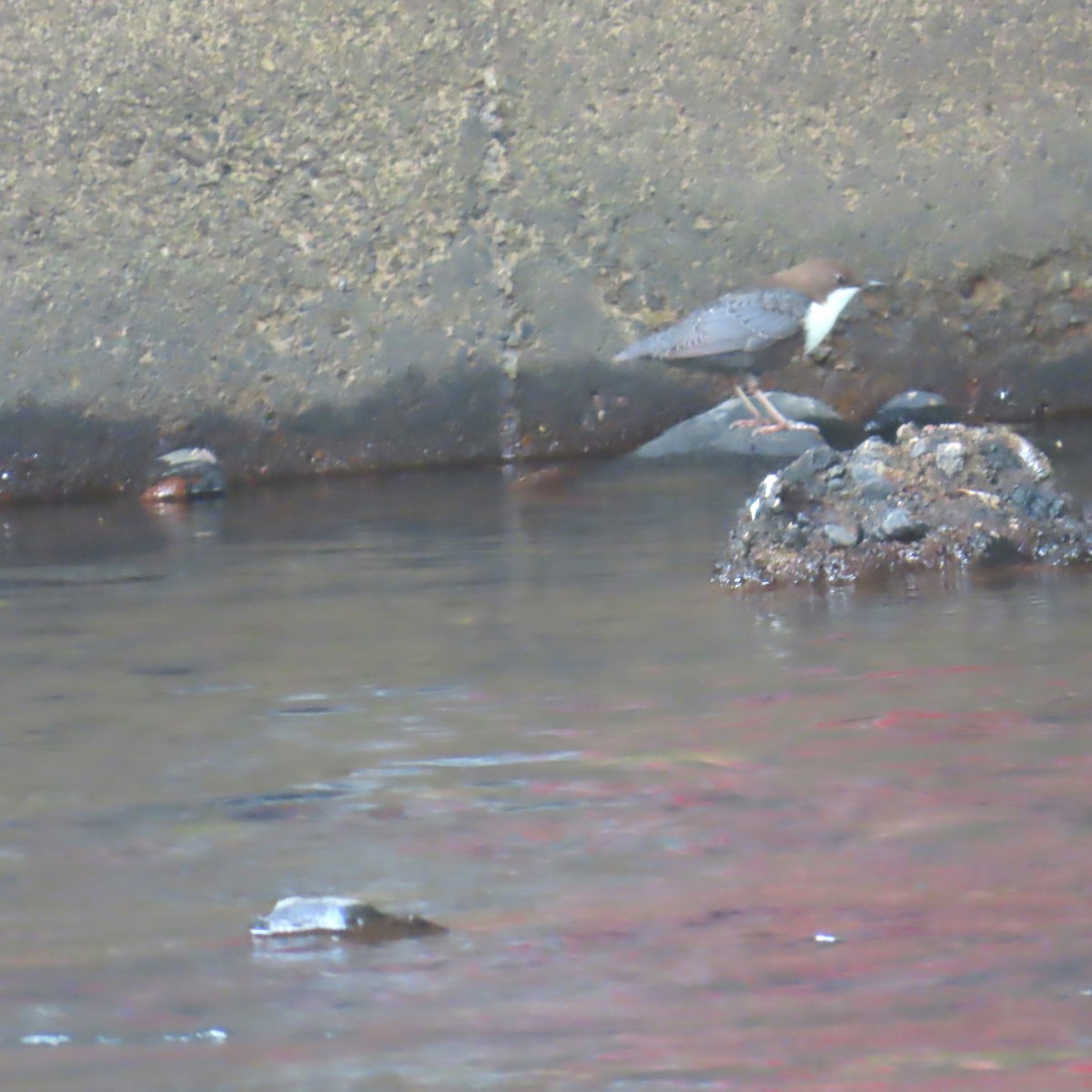 White-throated Dipper - ML641113706