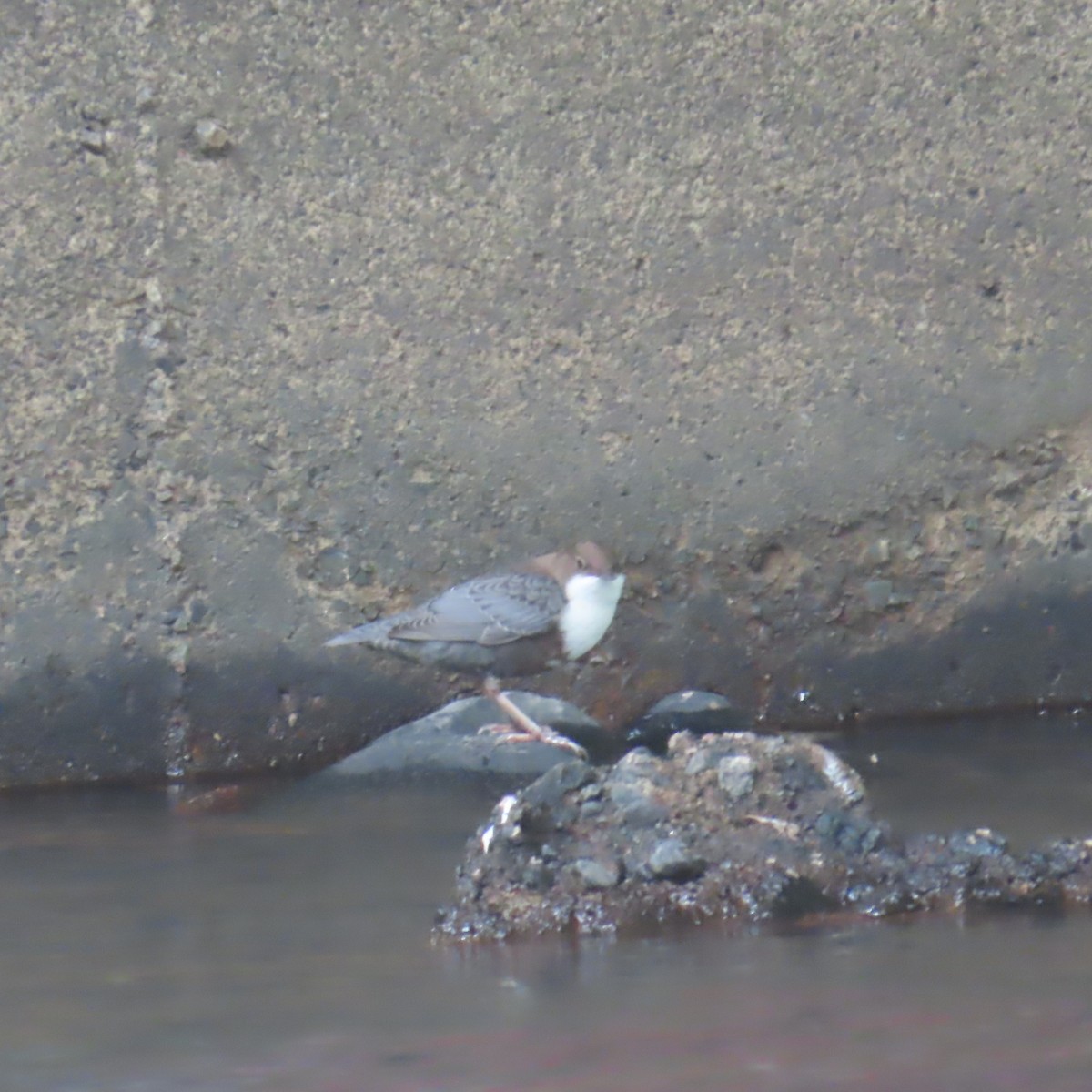White-throated Dipper - ML641113707