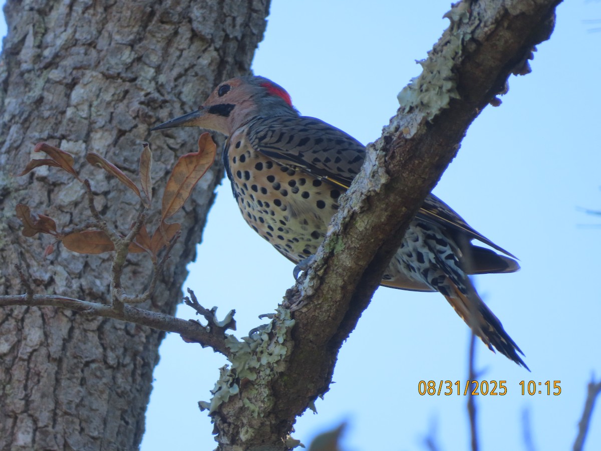 Northern Flicker - ML641113729
