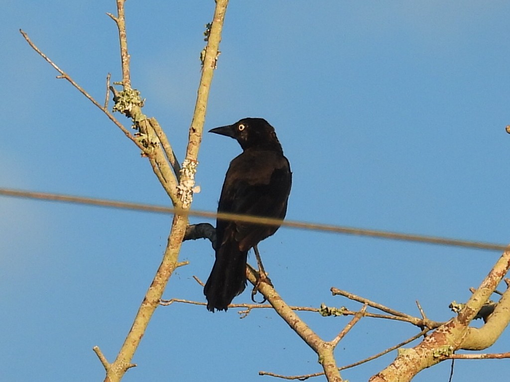 Common Grackle - ML641113744