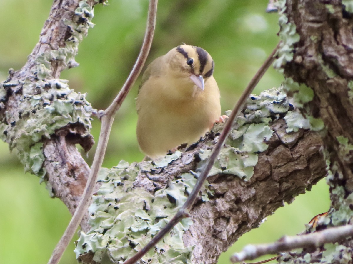 Worm-eating Warbler - ML641113747