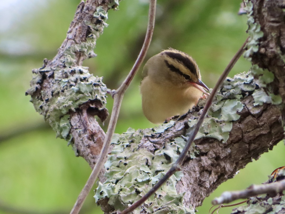 Worm-eating Warbler - ML641113748