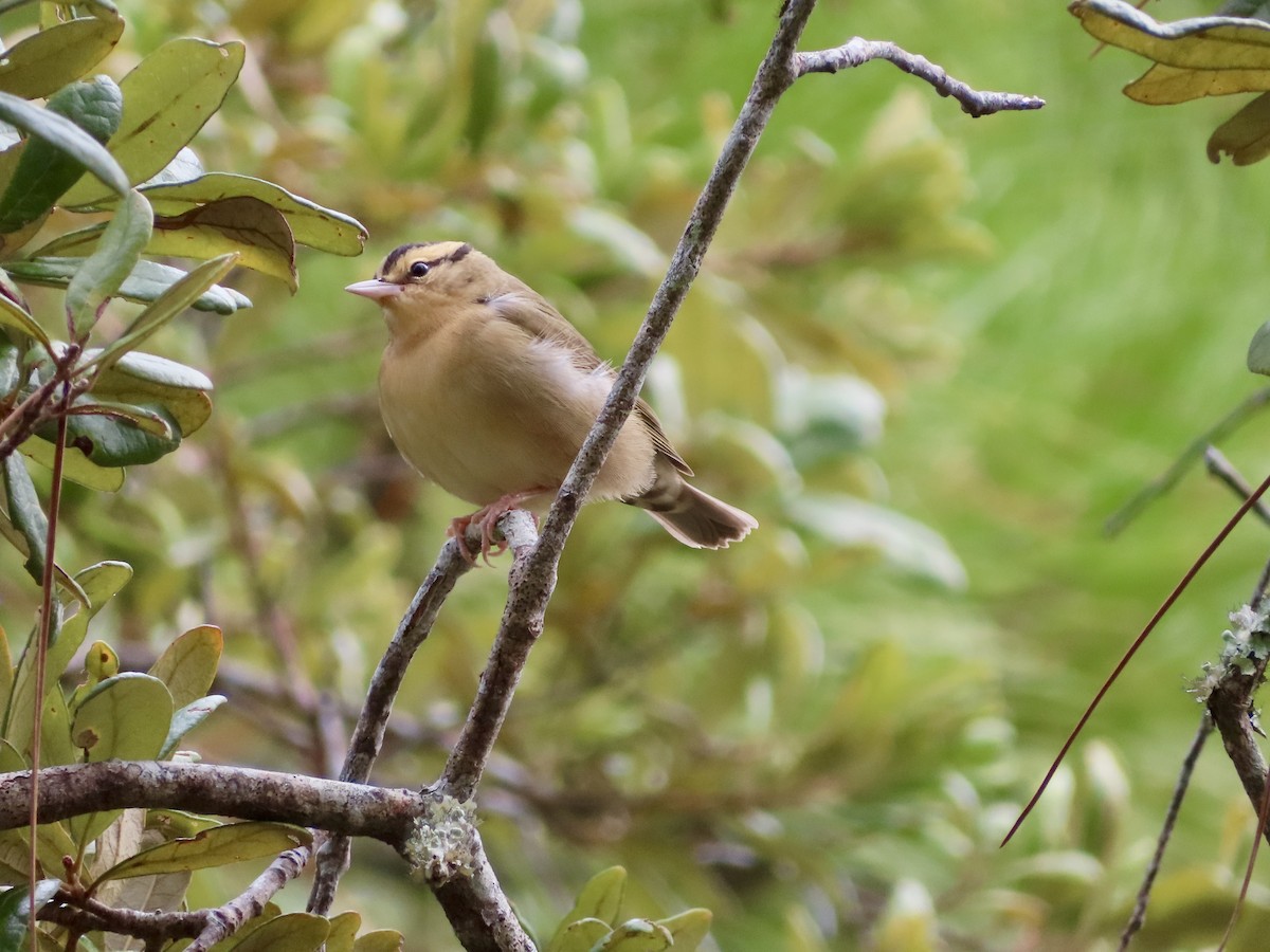 Worm-eating Warbler - ML641113750