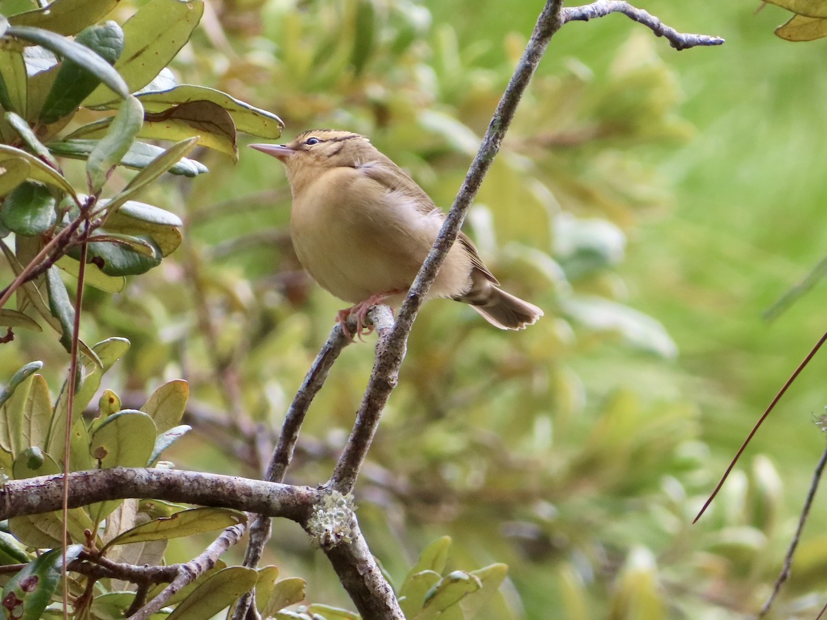 Worm-eating Warbler - ML641113751