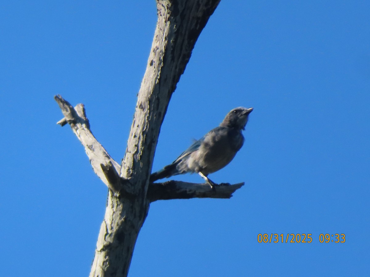 Florida Scrub-Jay - ML641113759