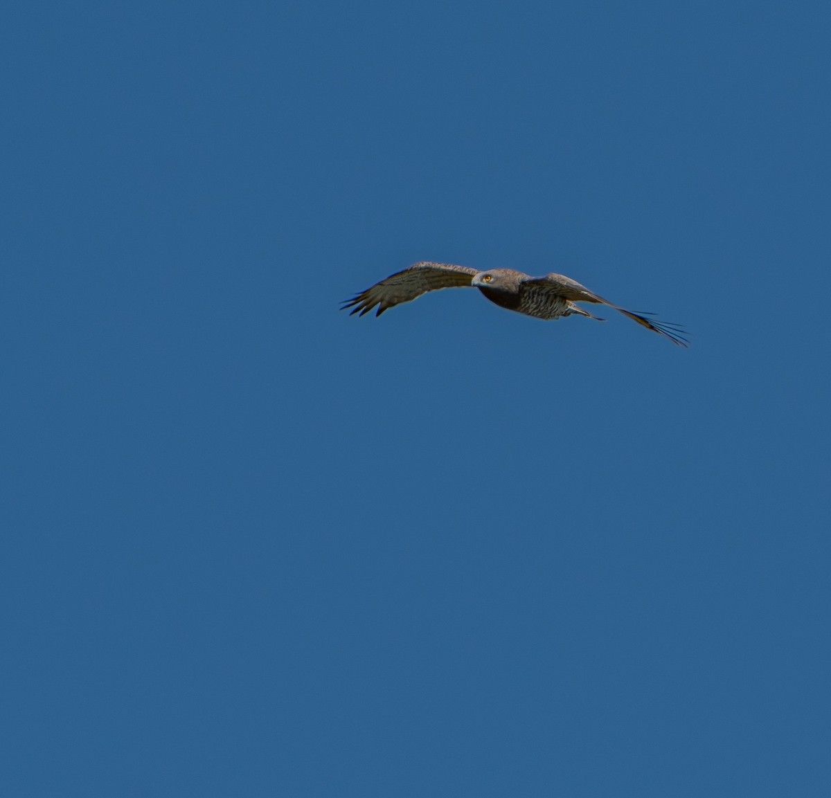 חיוויאי הנחשים - ML641113766