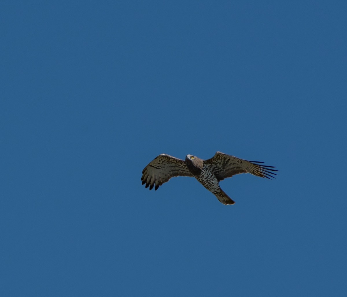 חיוויאי הנחשים - ML641113769
