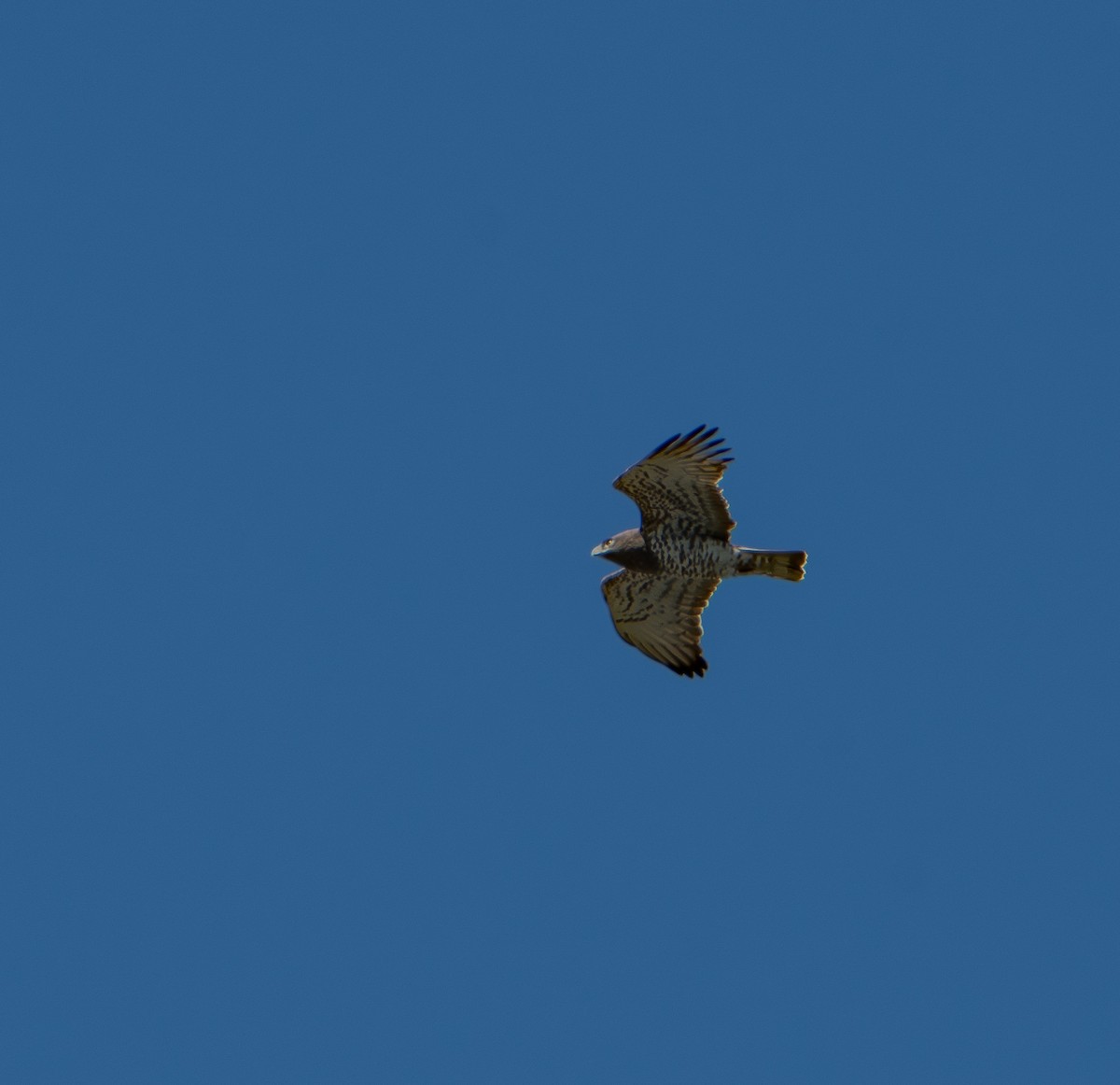 חיוויאי הנחשים - ML641113773