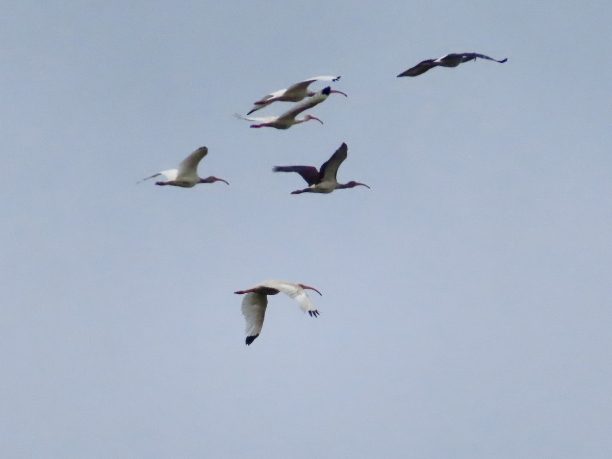 White Ibis - ML641113780