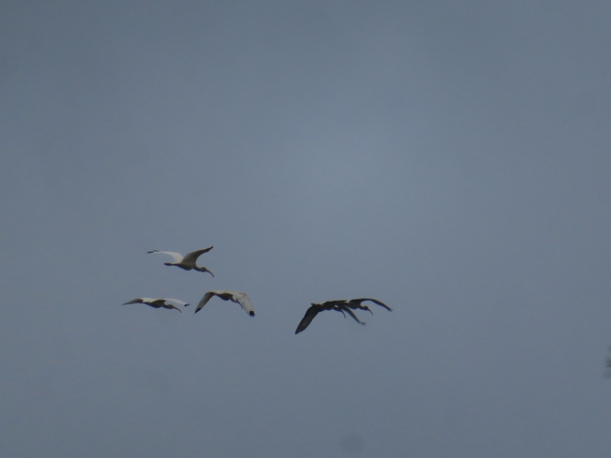 White Ibis - ML641113782