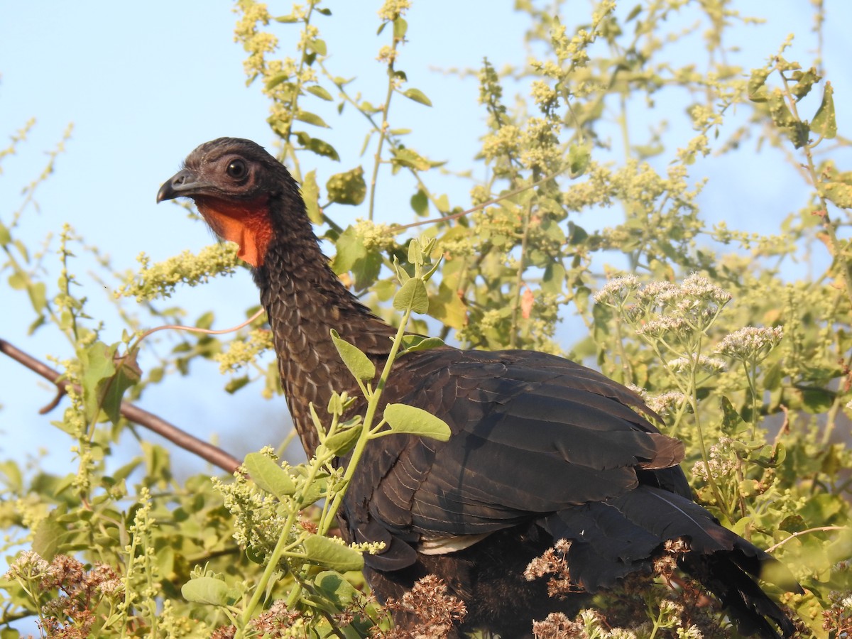 Weißschwingenguan - ML641113799