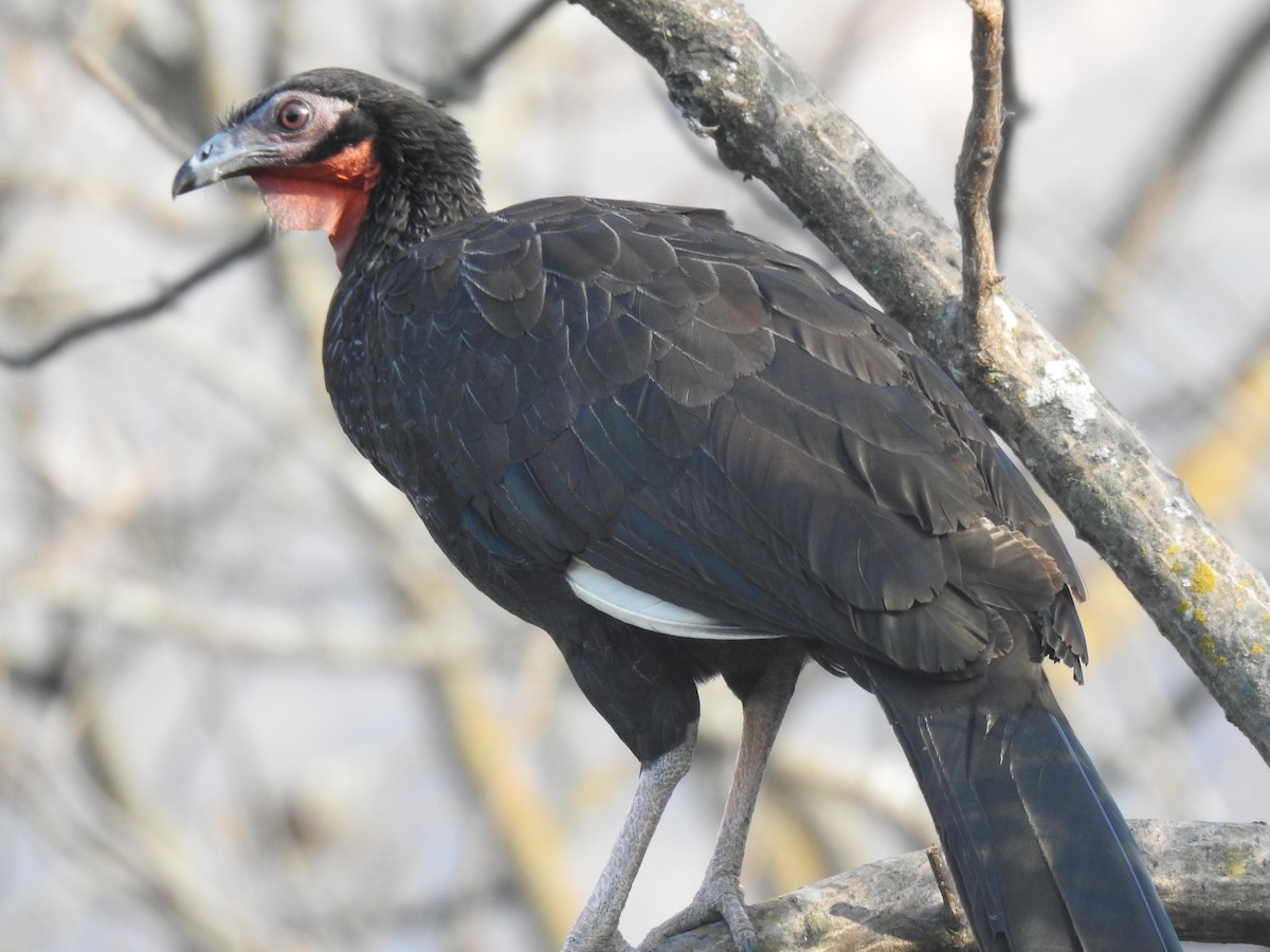 Weißschwingenguan - ML641113801