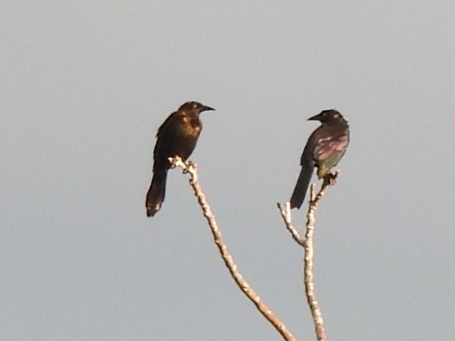 Common Grackle - ML641113832