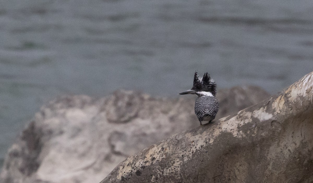 Crested Kingfisher - ML641113865