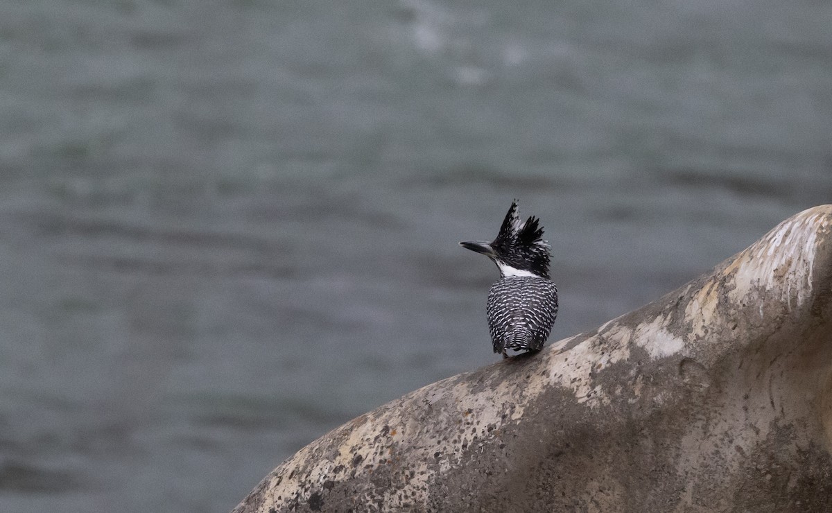 Crested Kingfisher - ML641113866