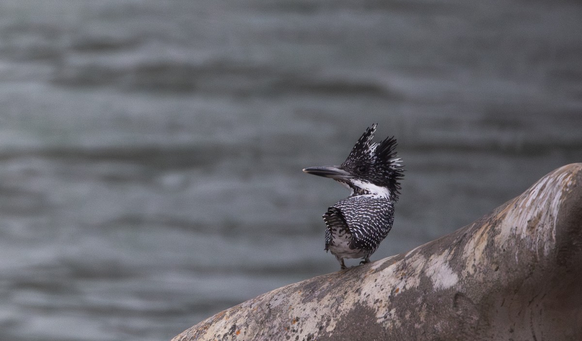 Crested Kingfisher - ML641113867