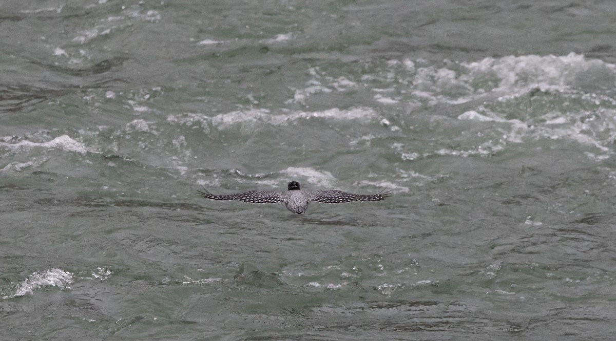 Crested Kingfisher - ML641113877