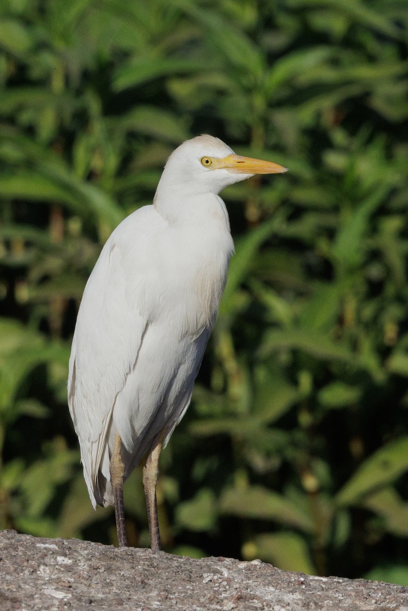 Western Cattle-Egret - ML641113885