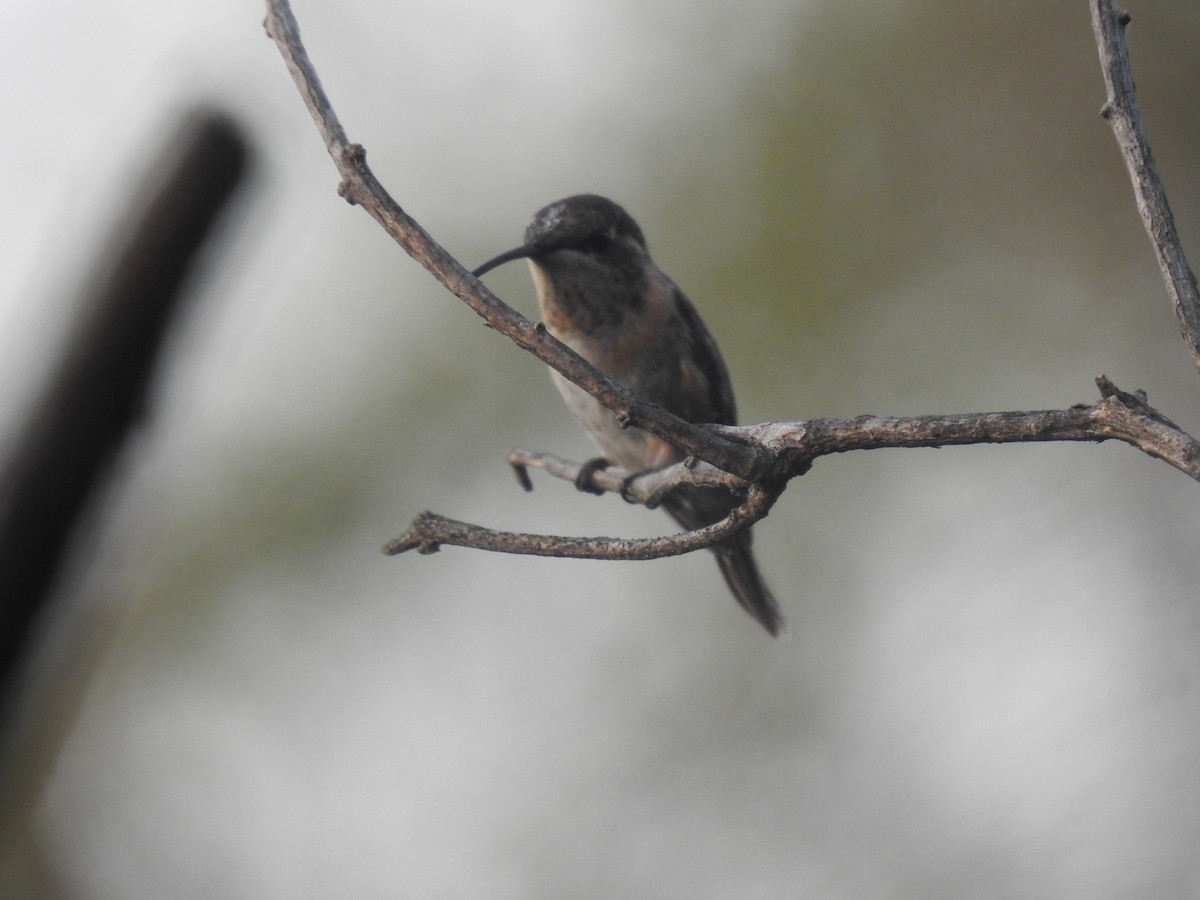 kalypta duhovohrdlá - ML641113905