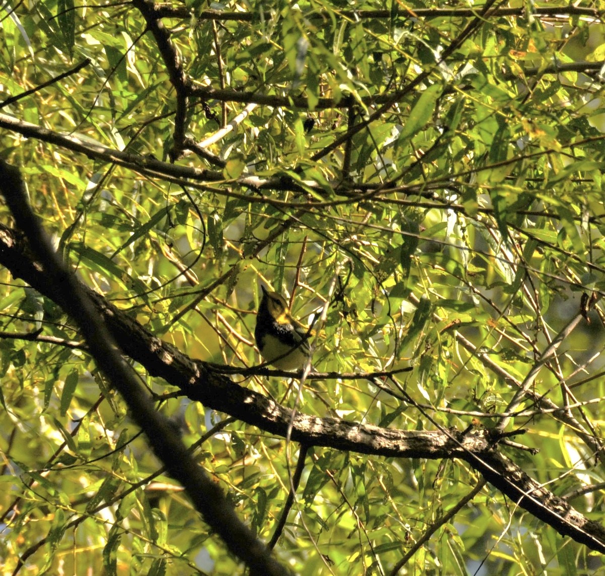 Black-throated Green Warbler - ML641114057