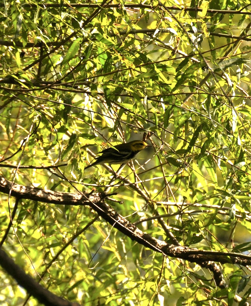 Black-throated Green Warbler - ML641114058