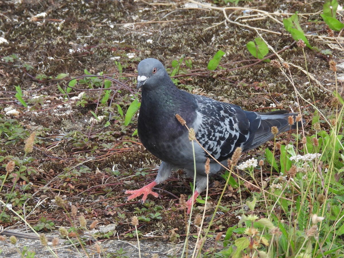 Rock Pigeon (Feral Pigeon) - ML641114104