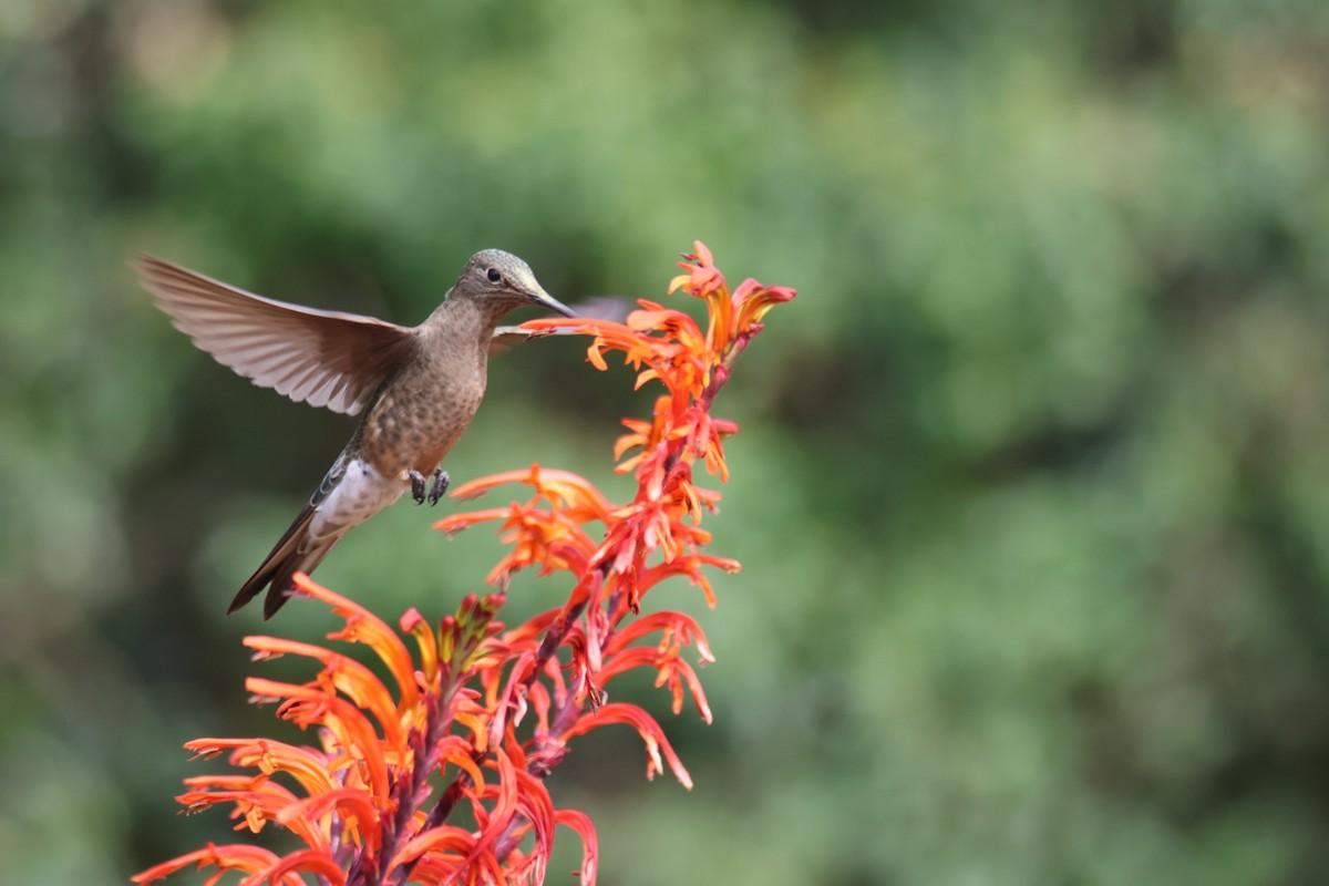 Koca Kolibri - ML641114115