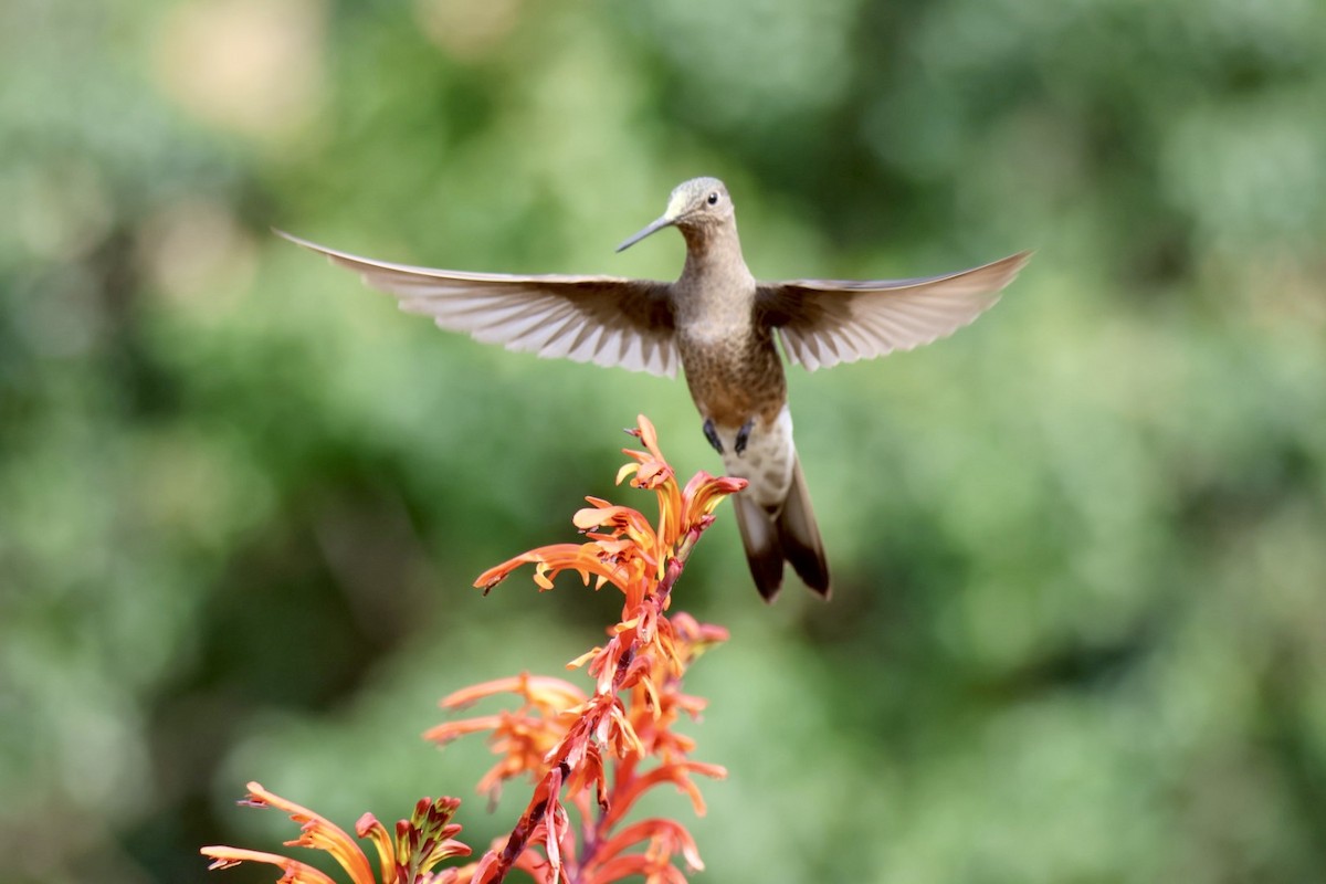 Koca Kolibri - ML641114138
