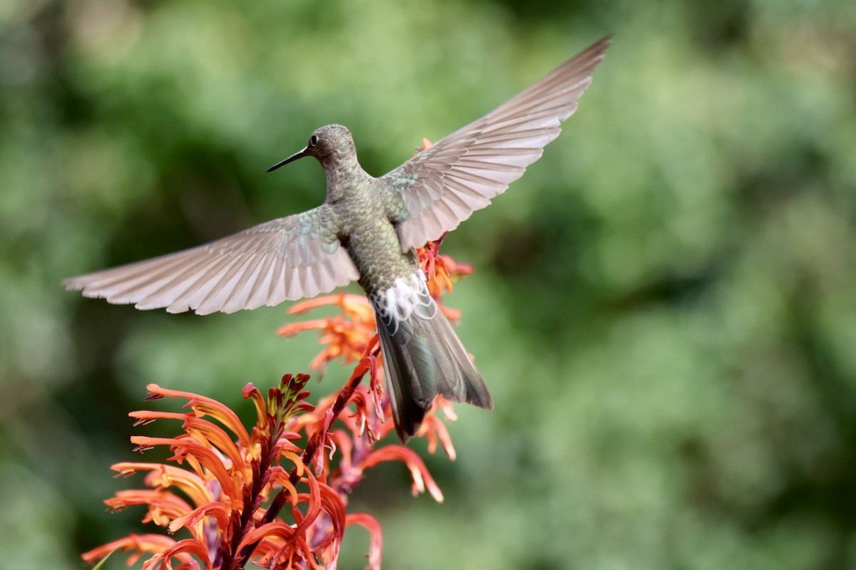 Koca Kolibri - ML641114139