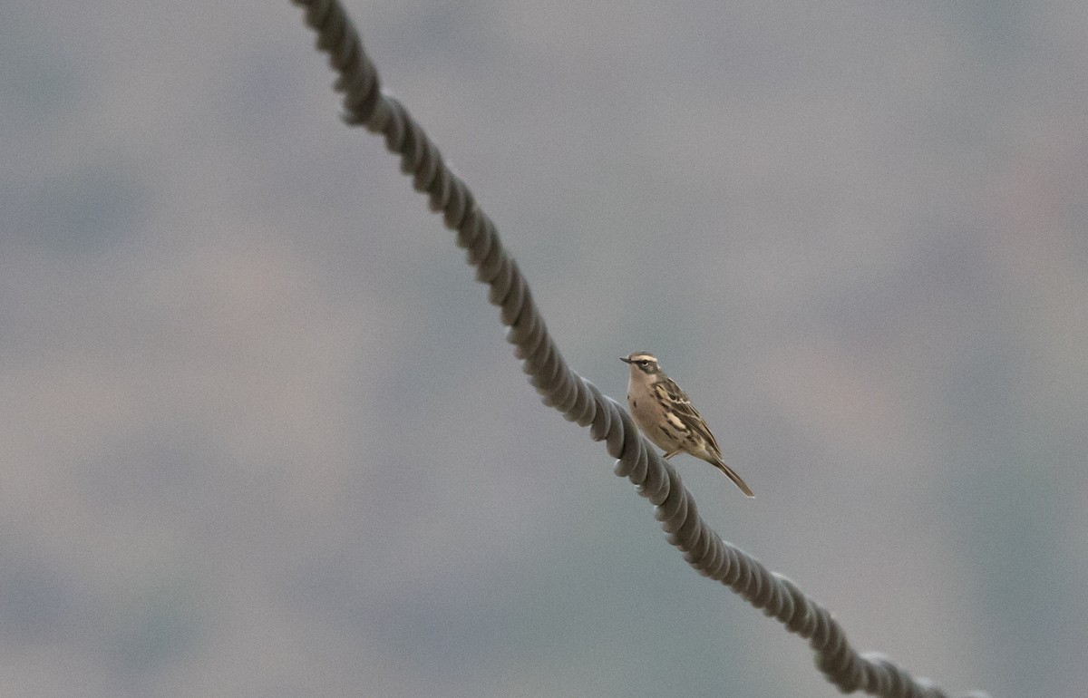 Rosy Pipit - ML641114142