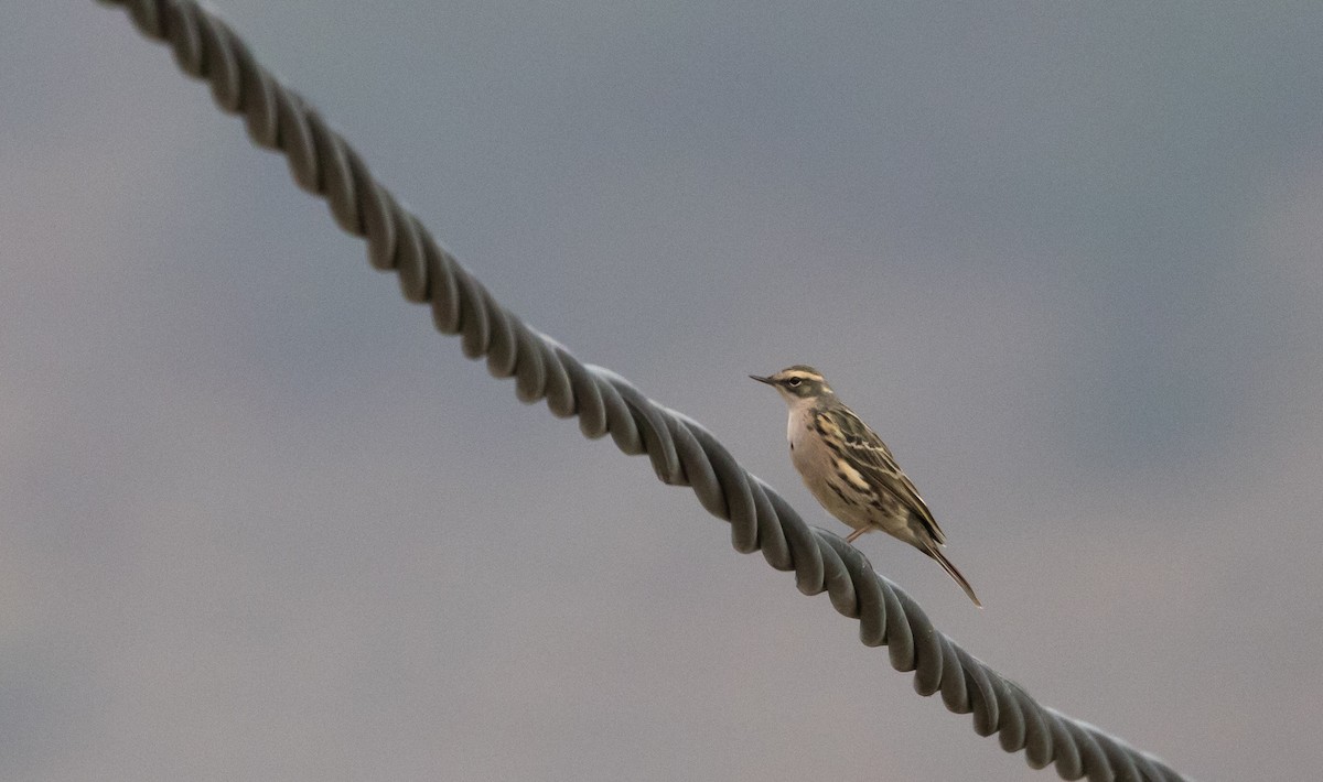 Rosy Pipit - ML641114146