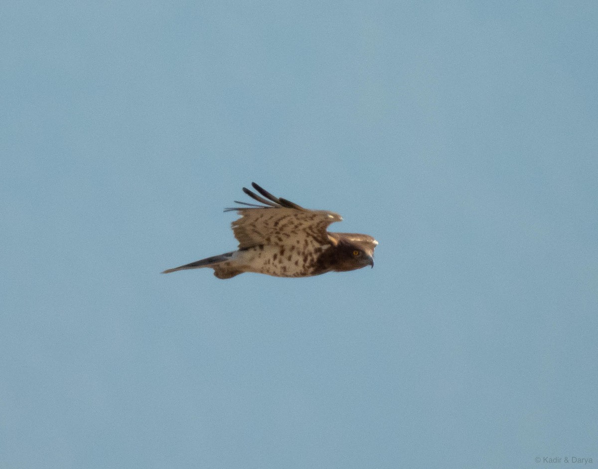 חיוויאי הנחשים - ML641114154